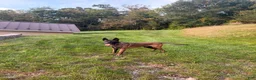 Belgian Malinois dogs for sale: Belgian Malinois 1 - Ad 1