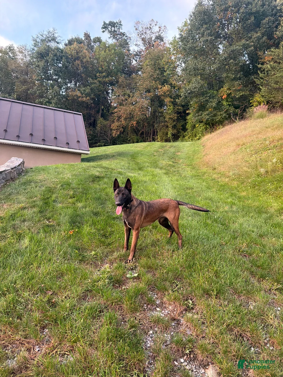 Belgian Malinois dogs for sale: Belgian Malinois 1 - Ad 1