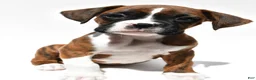 Boxer dogs for sale: Stan - Ad 7