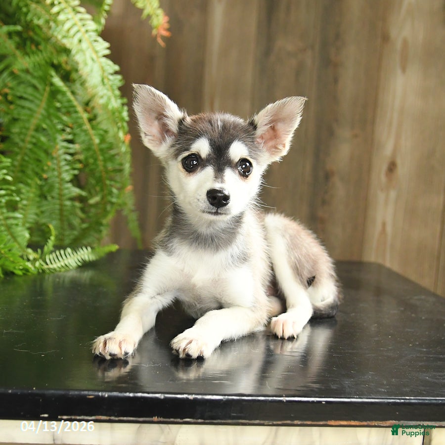 Pomsky dogs Blue  - Ad 2