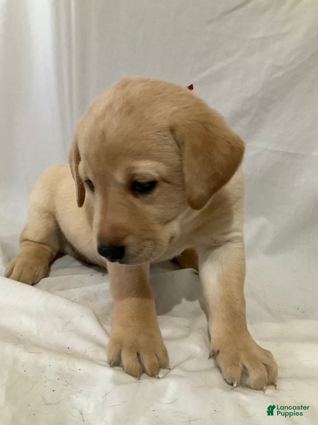 Labrador Retriever dogs for sale: Scarlett - Ad 5