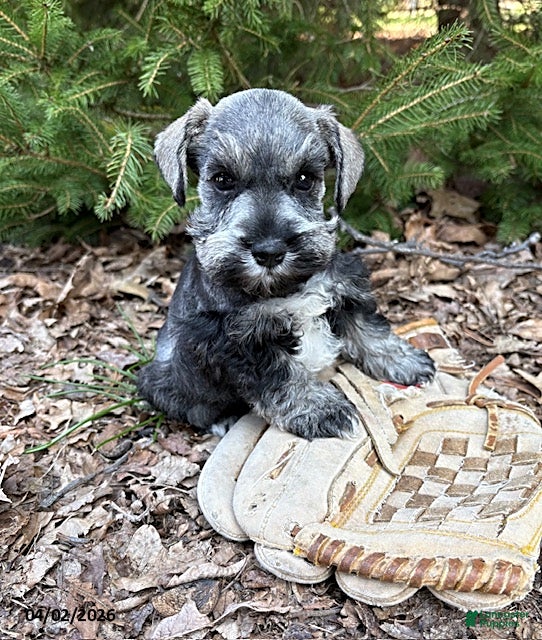 Miniature Schnauzer dogs Casey - Ad 1