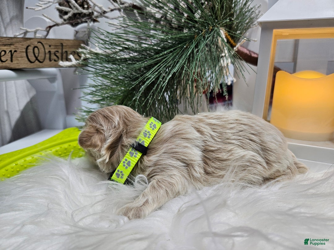 Maltipoo dogs for sale: Maltipoo Rambo Jaye - Ad 2