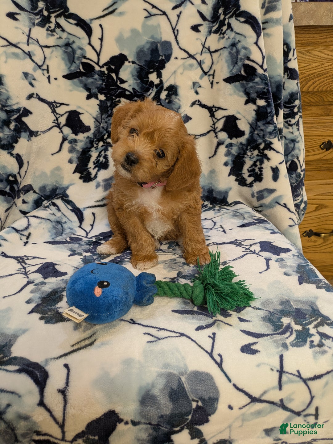 Jackapoo dogs for sale: Sapphire - Ad 2