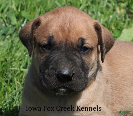 Mixed Breed dogs Bubba - Ad 18