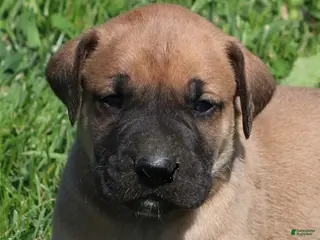 Mixed Breed dogs Bubba - Ad 18