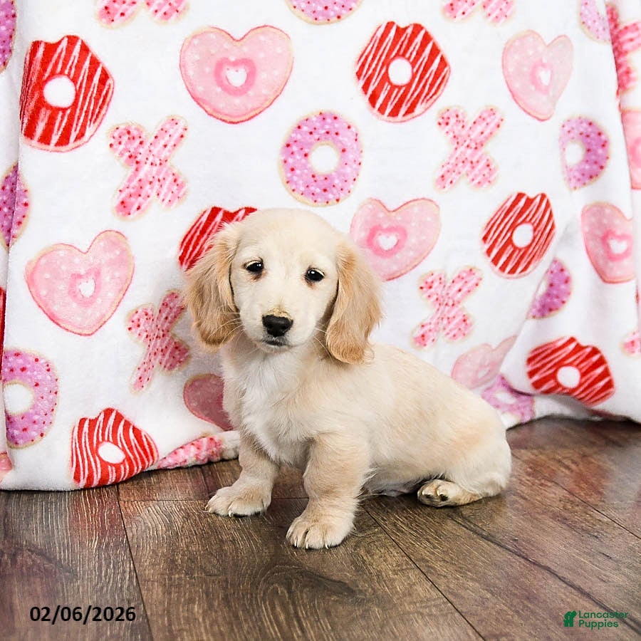 Miniature Dachshund dogs Warrior - Ad 19