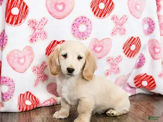 Miniature Dachshund dogs Warrior - Ad 26