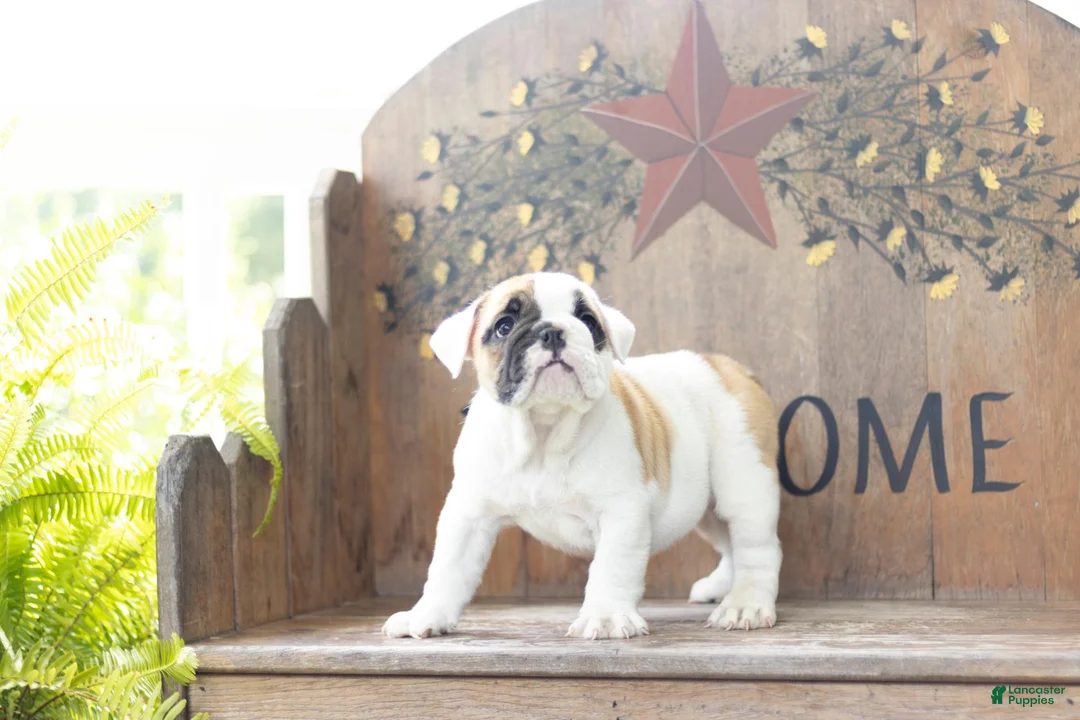 English Bulldog dogs for sale: English Bulldog 4 - Ad 3