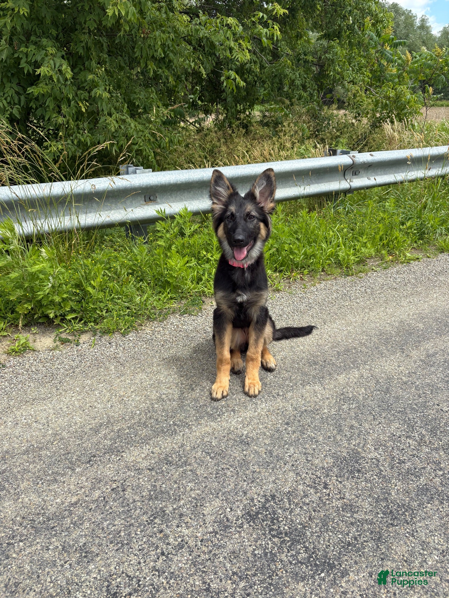 Mixed Breed dogs Luna  - Ad 2