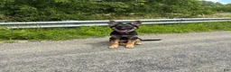 Mixed Breed dogs for sale: Luna  - Ad 2