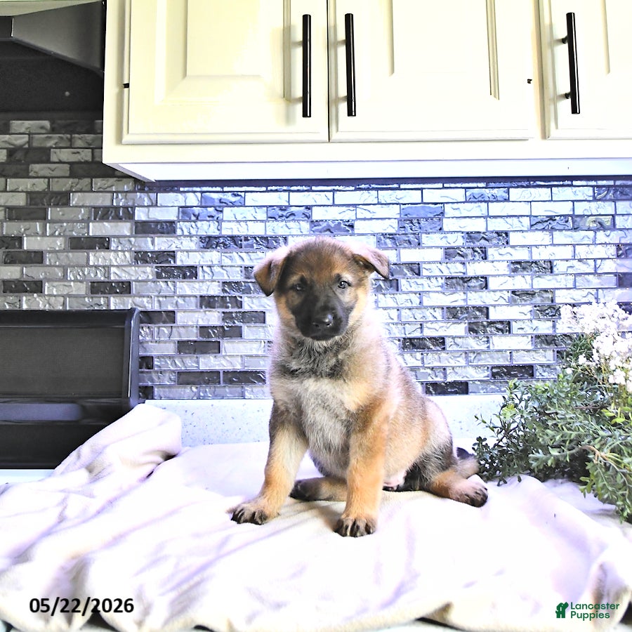 German Shepherd dogs Asia - Ad 1