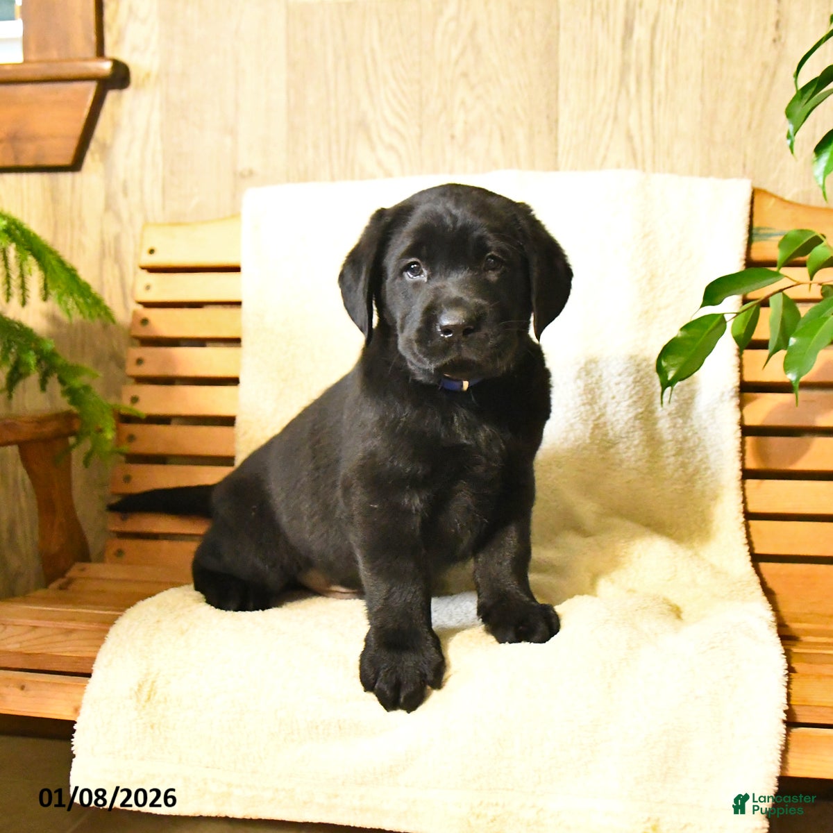 Labrador Retriever dogs Milo - Ad 21