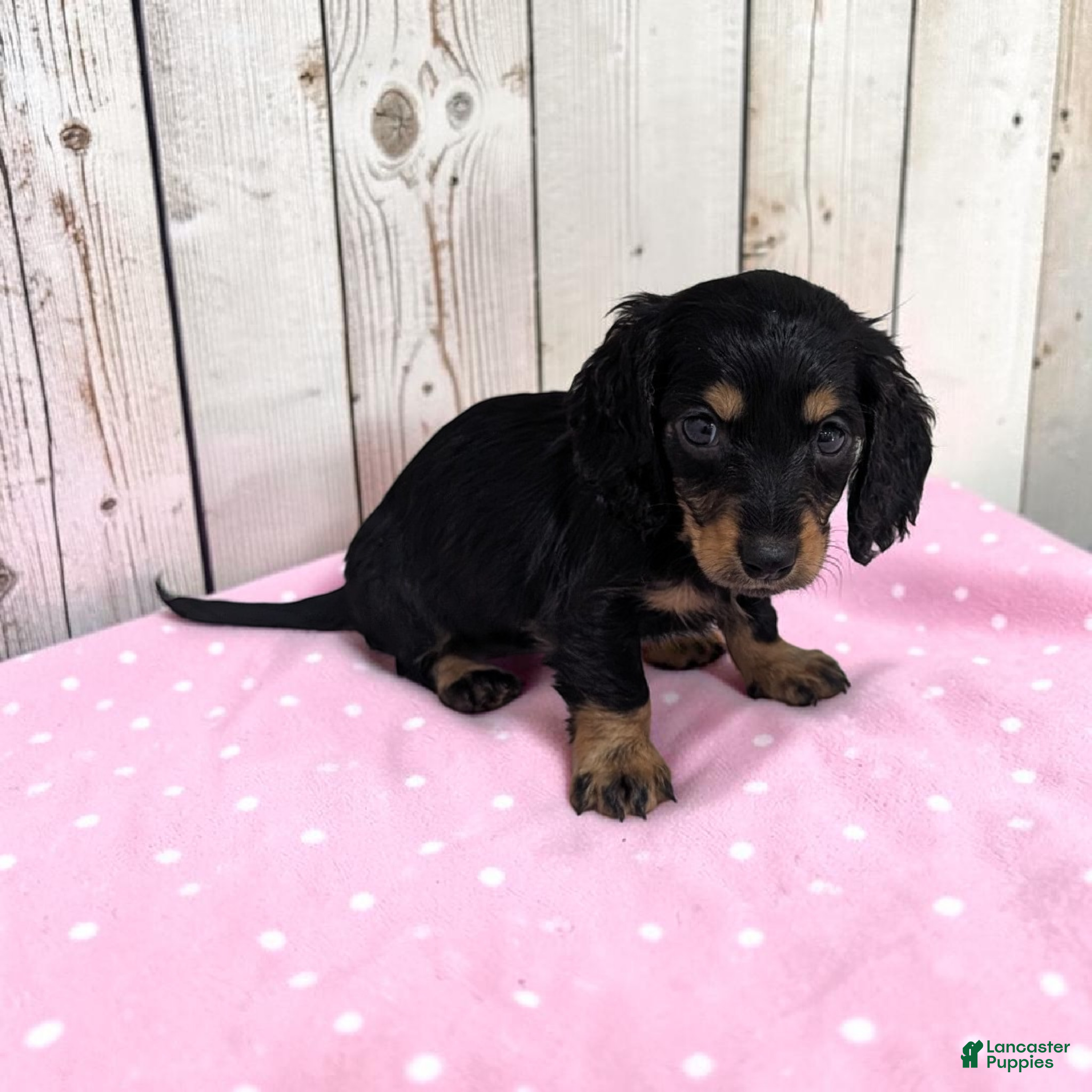 Miniature Dachshund dogs Blakely - Ad 2