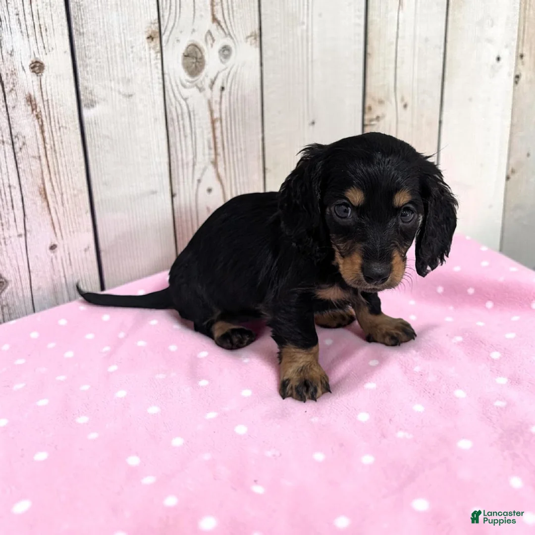 Miniature Dachshund dogs for sale: Blakely - Ad 2