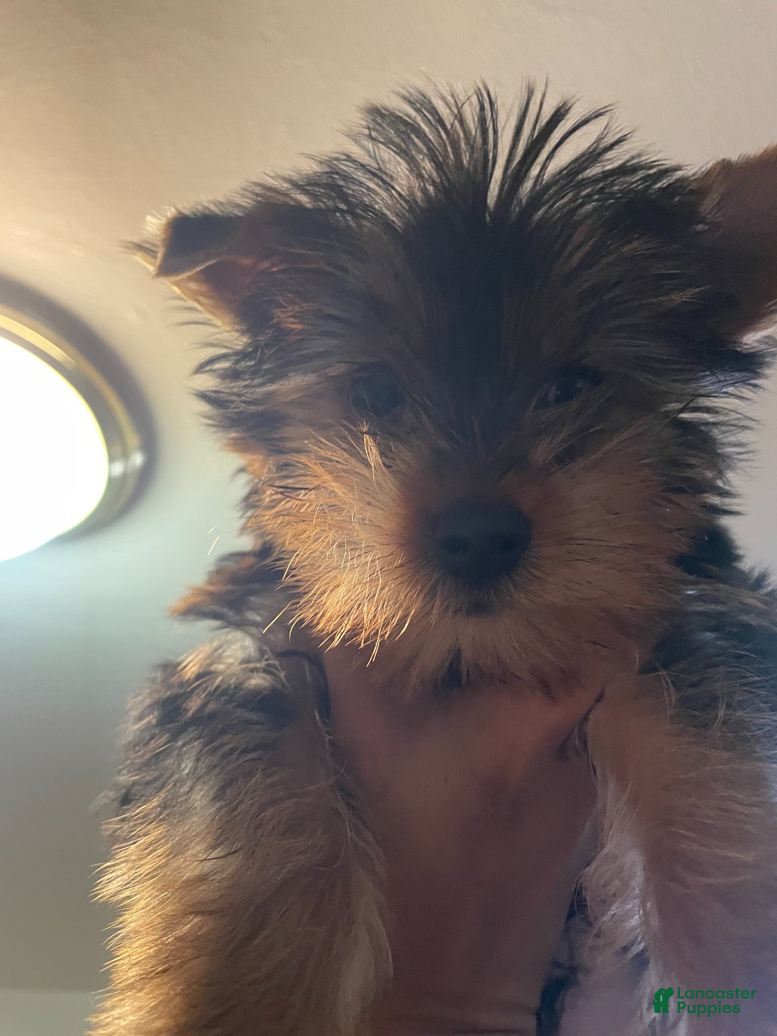 Yorkshire Terrier dogs Yorkshire Terrier Puppy 1 - Ad 1