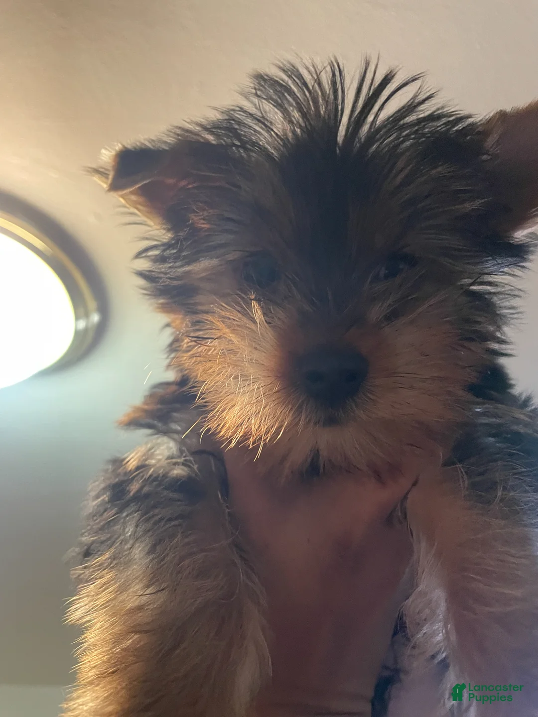 Yorkshire Terrier dogs for sale: Yorkshire Terrier Puppy 1 - Ad 1