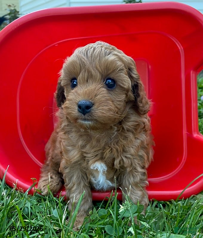 Cavapoo dogs Hector - Ad 2