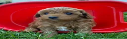 Cavapoo dogs for sale: Hector - Ad 2