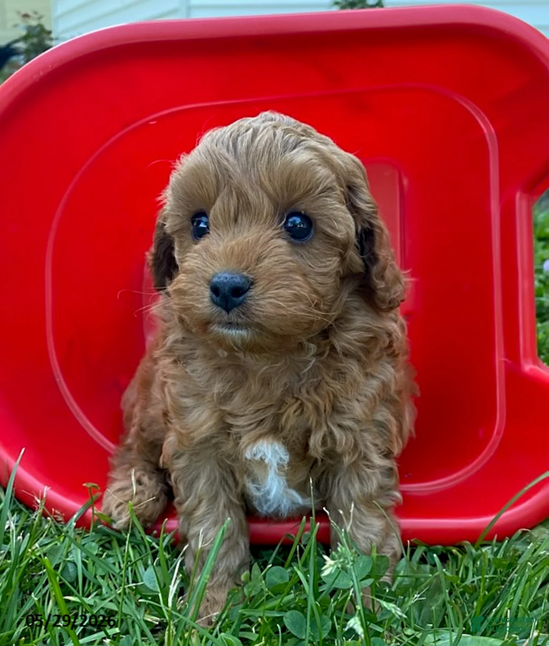 Cavapoo dogs for sale: Hector - Ad 2