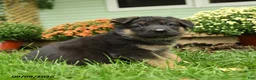 German Shepherd dogs for sale: Fritz - Ad 2