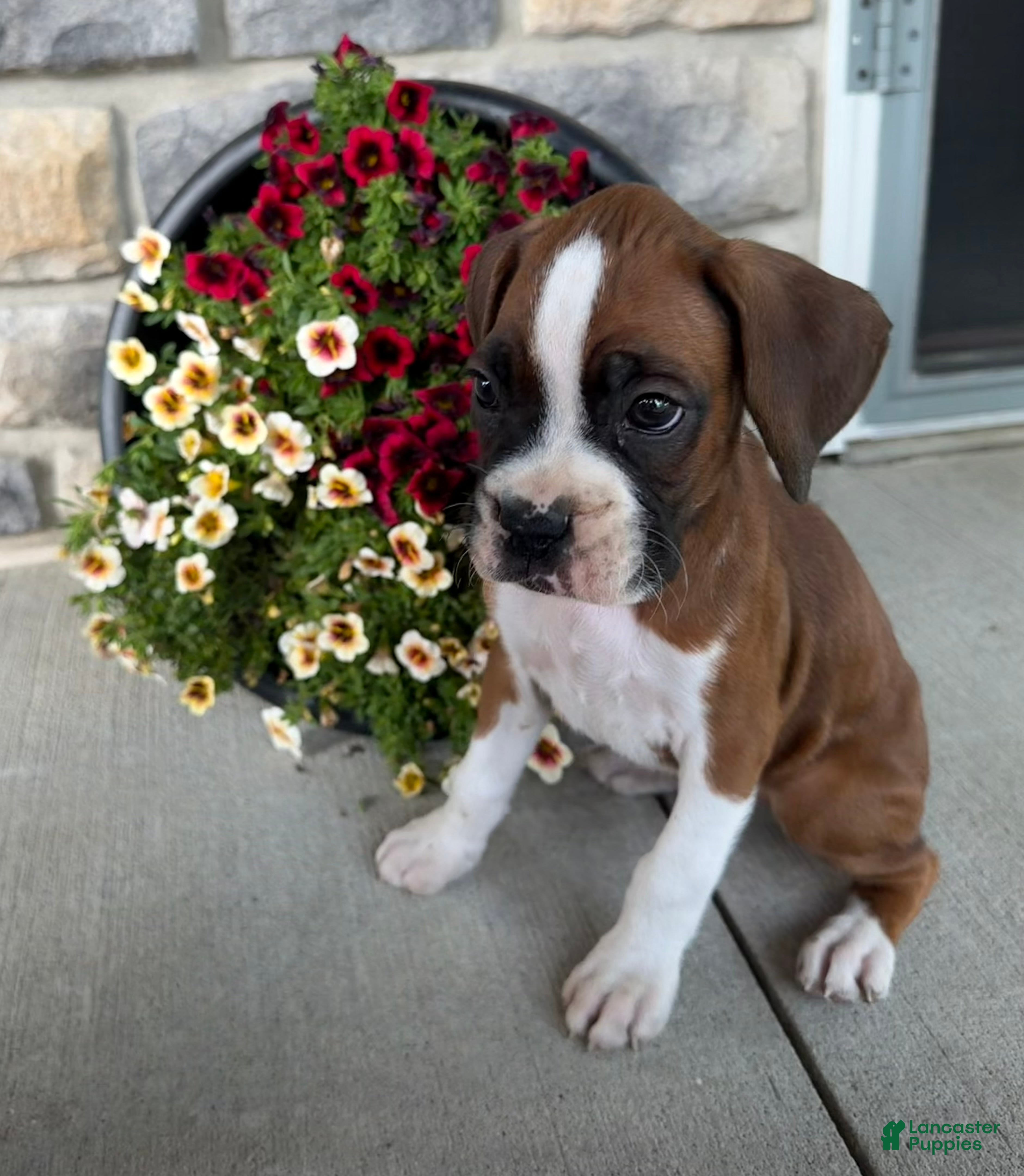 Boxer dogs Dale - Ad 2