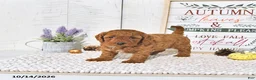 Mini Goldendoodle dogs for sale: Autumn - Ad 2