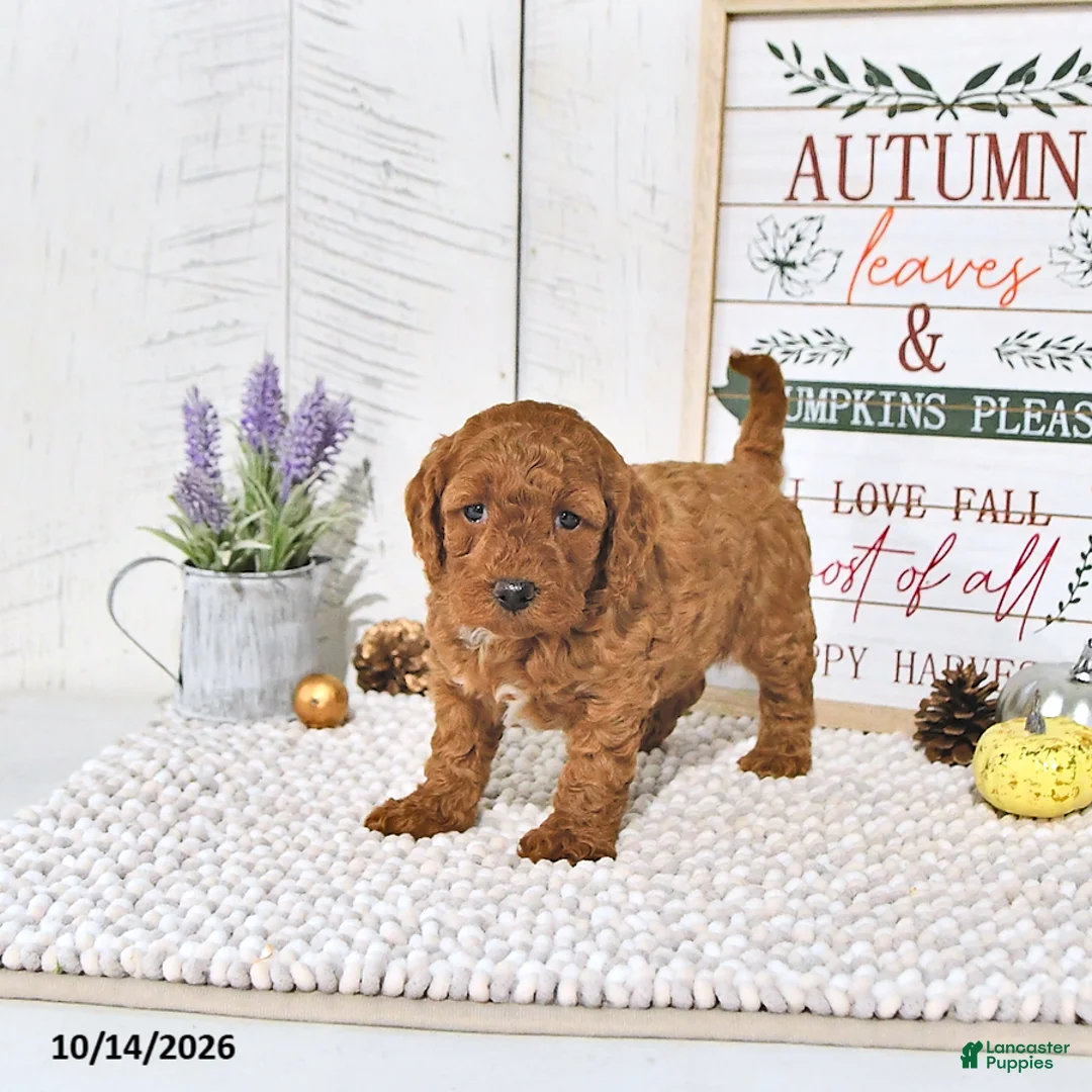 Mini Goldendoodle dogs for sale: Autumn - Ad 2