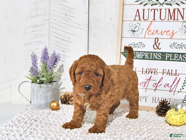 Mini Goldendoodle dogs for sale: Autumn - Ad 2