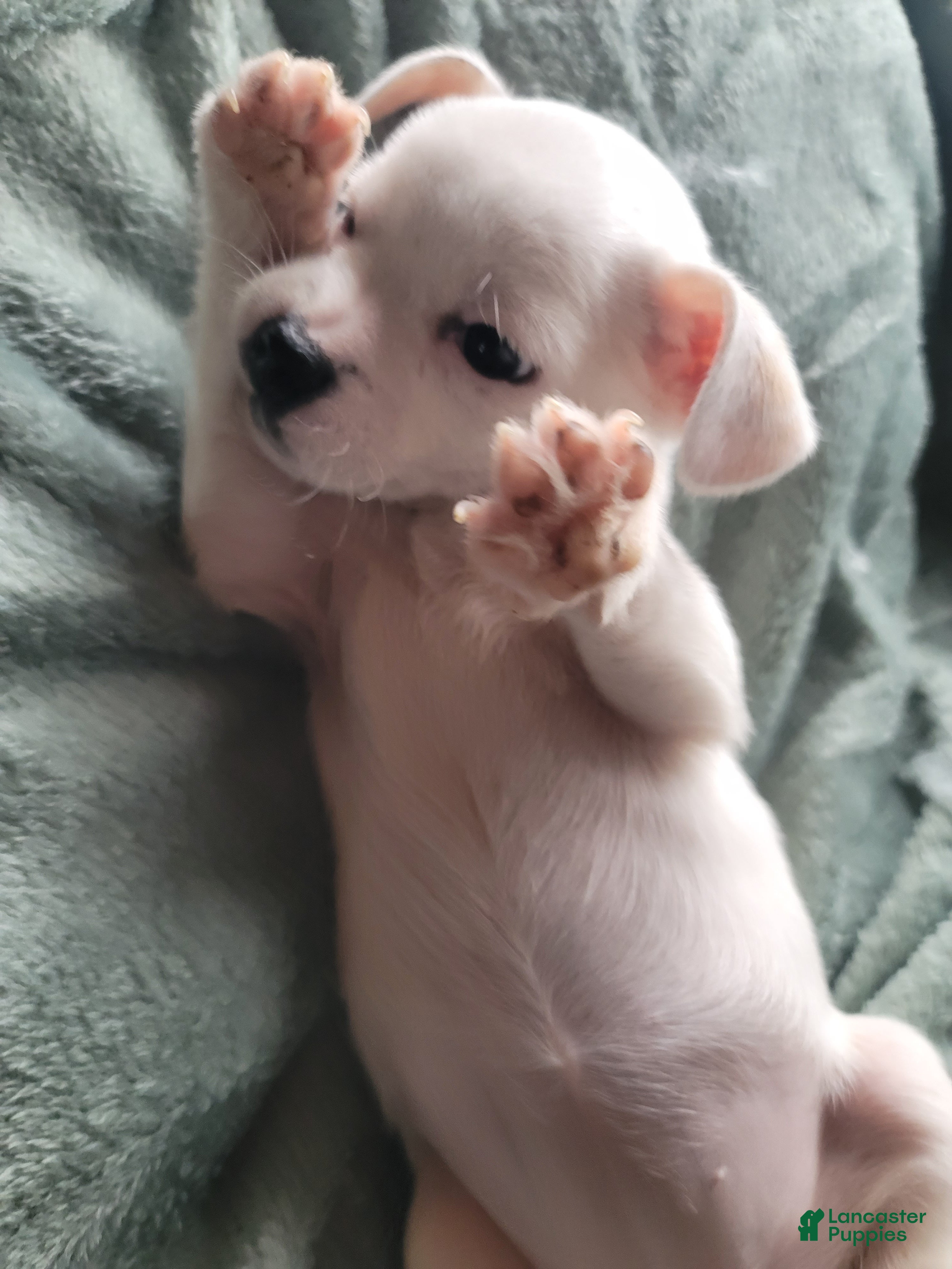 Chihuahua dogs Lacey - Ad 28