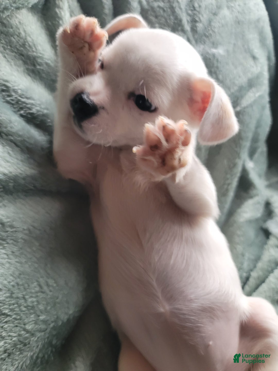 Chihuahua dogs for sale: Lacey - Ad 1