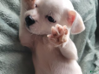 Chihuahua dogs Lacey - Ad 9