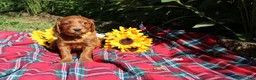 Mixed Breed dogs for sale: Summer - Irish Goldendoodle  - Ad 6