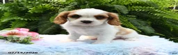 Cavalier King Charles Spaniel dogs for sale: Jewel - Ad 3