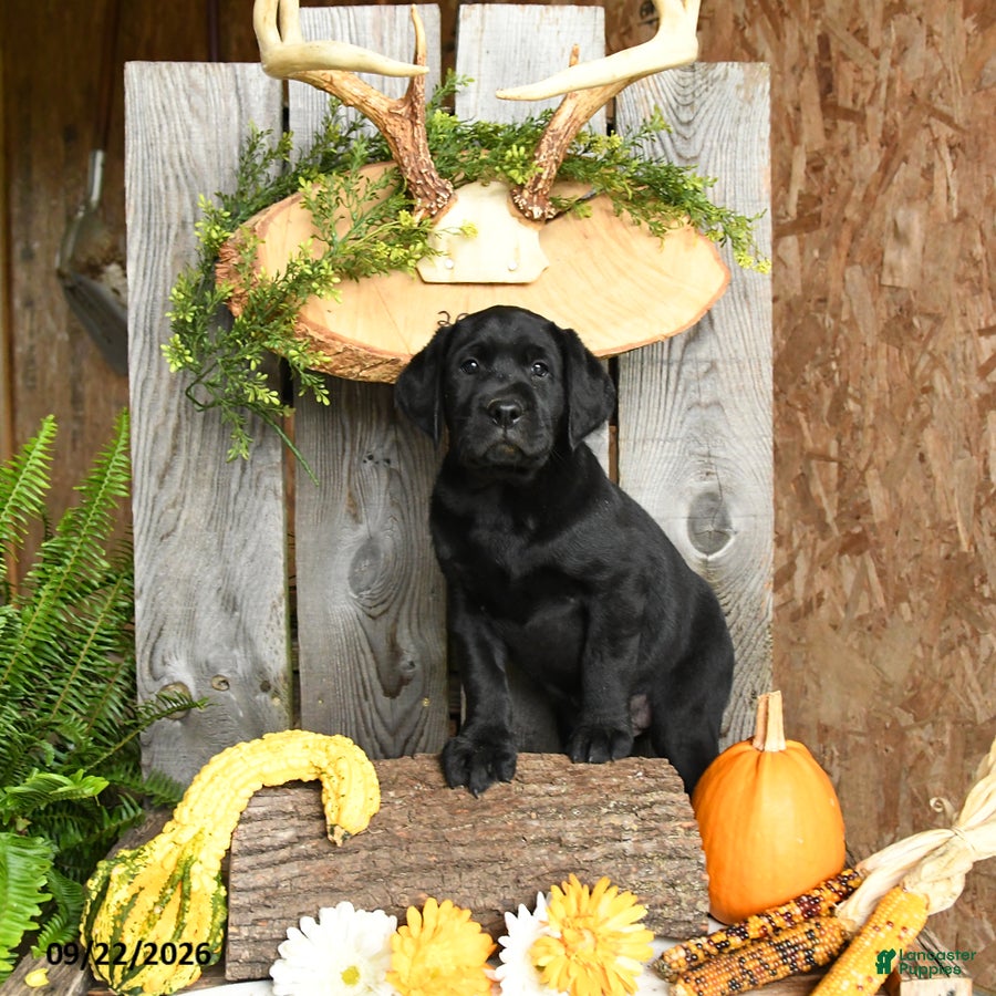 Labrador Retriever dogs Bingham - Ad 1