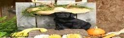 Labrador Retriever dogs for sale: Bingham - Ad 1