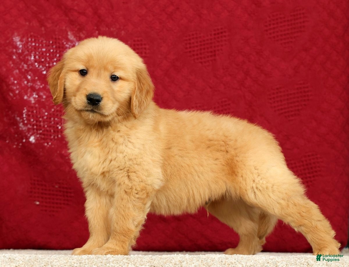 Golden Retriever dogs for sale: Andre - Ad 2