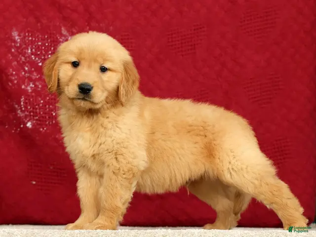 Golden Retriever dogs for sale: Andre - Ad 2