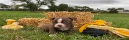Boston Terrier dogs for sale: Gunner - Ad 8