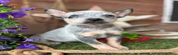 Australian Cattle Dog dogs for sale: Ash - Ad 1