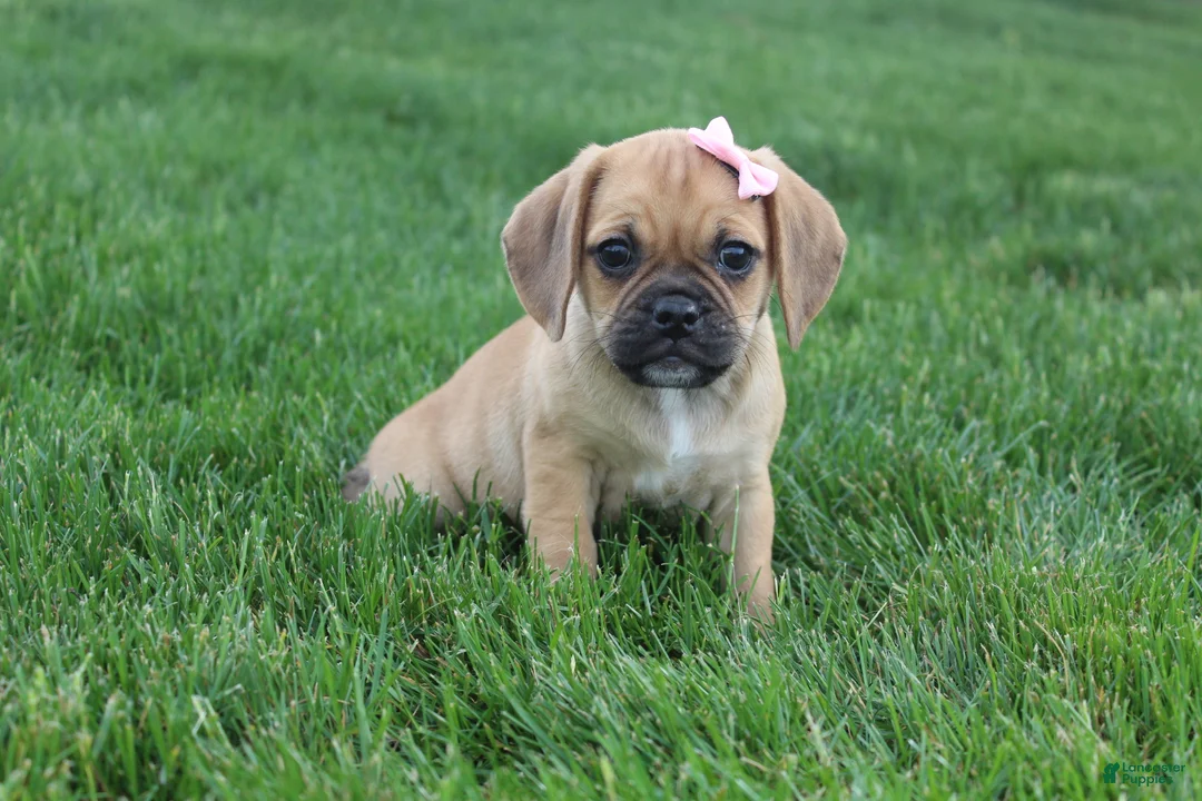 Puggle dogs for sale: Alma - Ad 1