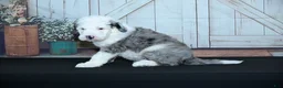 Sheepadoodle dogs for sale: Cody F1 - Ad 3