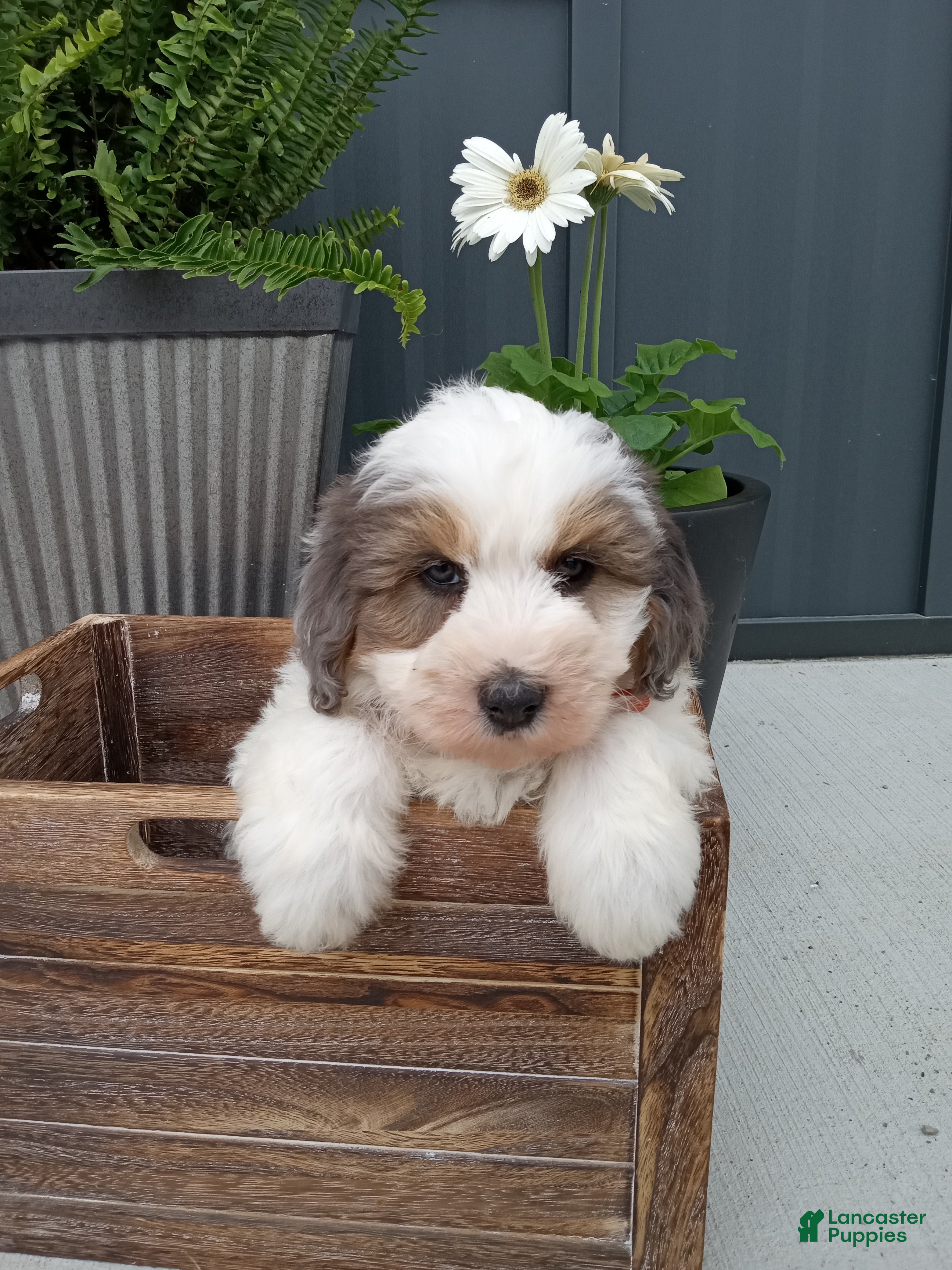 Mini Bernedoodle dogs Lexi - Ad 1