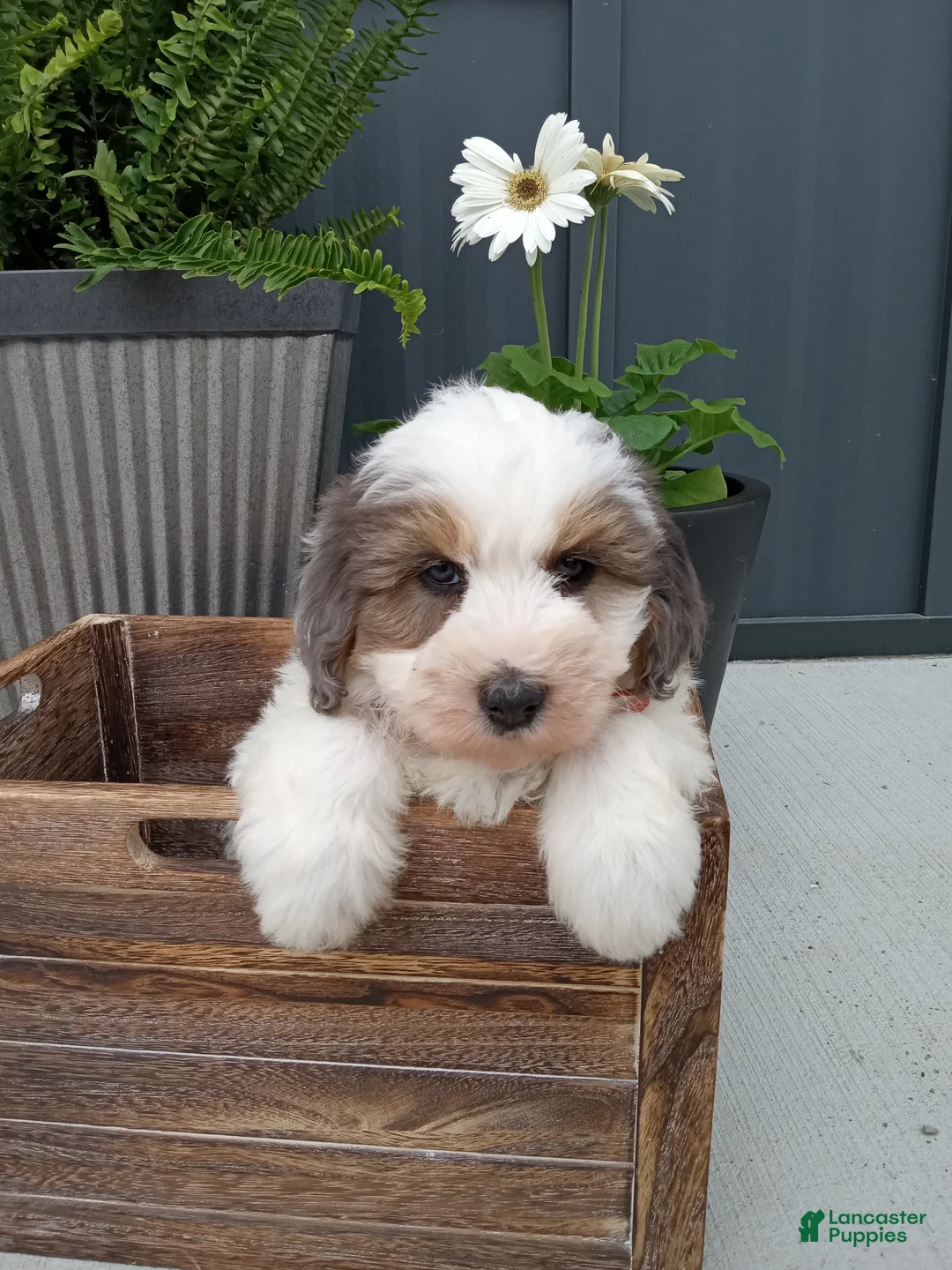 Mini Bernedoodle dogs for sale: Lexi - Ad 1