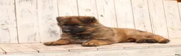 German Shepherd dogs for sale: Benji - Ad 3