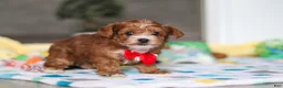 Yorkiepoo dogs for sale: Mason - Ad 5