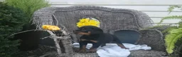 Rottweiler dogs for sale: Tinker - Ad 3