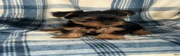 Yorkshire Terrier dogs for sale: Yorkshire STANLEY Boy - Ad 3