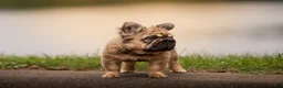 French Bulldog dogs for sale: Tomahawk  - Ad 4