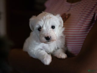 Maltipoo dogs Noel - Ad 27